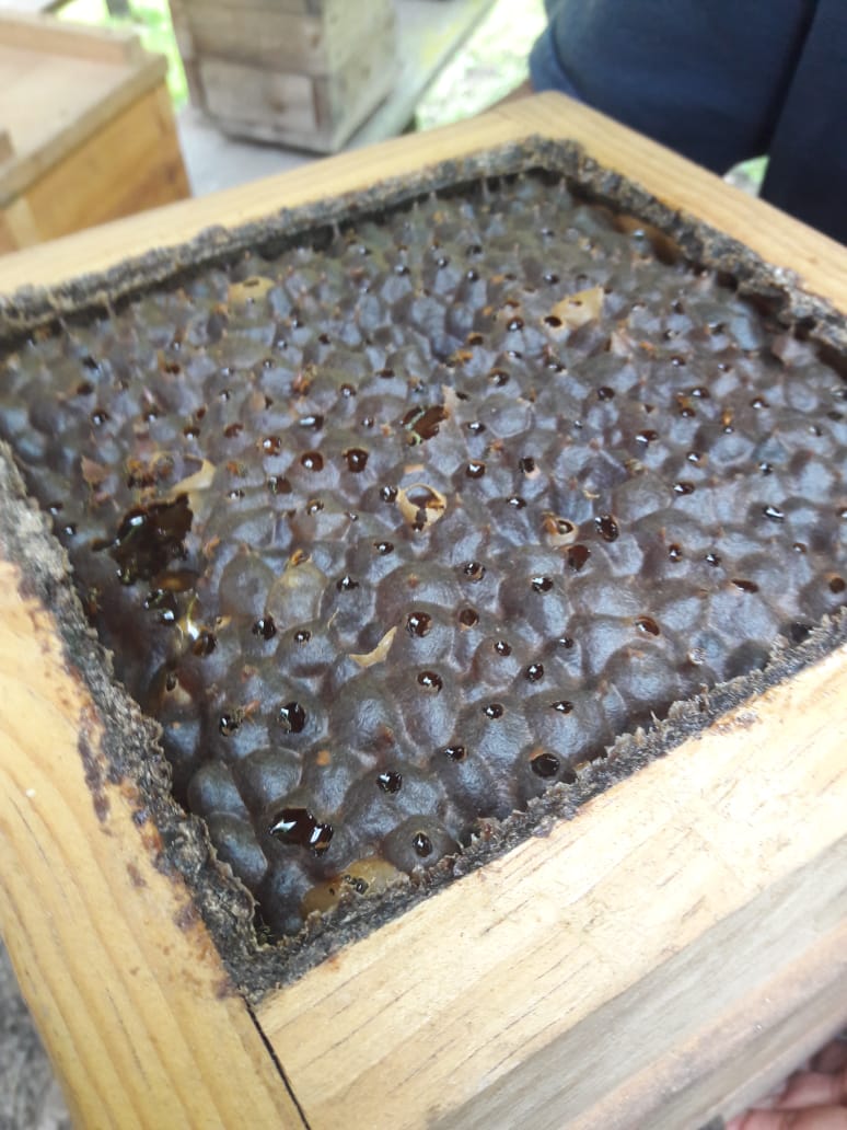 Wooden meliponary box with honey storage pots